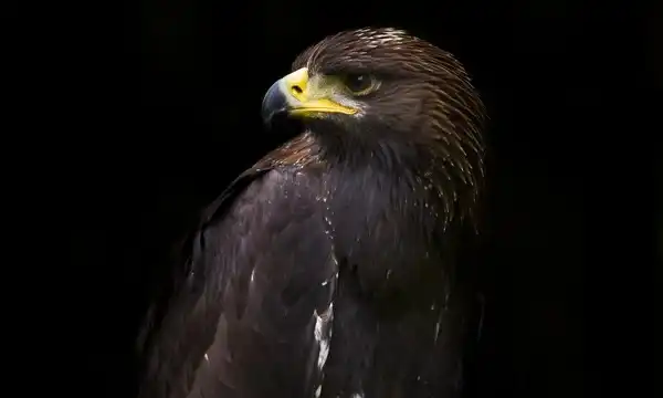 Profil d'un aigle royal