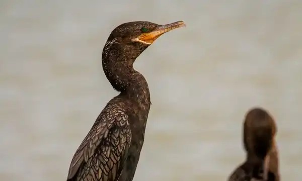 Profil d'un grand cormoran